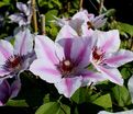 Клематис Нелли Мозер / Clematis hybriden Nelly Moser — фото 4