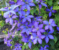 Клематис Рапсодия / Clematis hybriden Rhapsody — фото 2