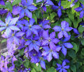 Клематис Рапсодия / Clematis hybriden Rhapsody — фото 3