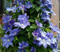 Клематис Рапсодия / Clematis hybriden Rhapsody — фото 4