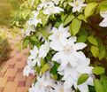 Клематис Так Много Белых Цветов / Clematis hybriden Somany White Flowers — фото 2