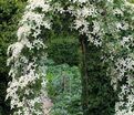 Клематис Так Много Белых Цветов / Clematis hybriden Somany White Flowers — фото 3