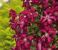 Клематис Так Много Красных Цветов / Clematis hybriden Somany Red Flowers — фото 2
