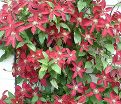 Клематис Так Много Красных Цветов / Clematis hybriden Somany Red Flowers — фото 3