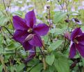 Клематис Стар Оф Индия / Clematis hybriden Star Of India — фото 3