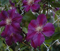 Клематис Стар Оф Индия / Clematis hybriden Star Of India — фото 4