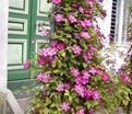 Клематис Вилли Де Лион / Clematis hybriden Ville De Lyon — фото 3