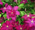 Клематис Волюцея / Clematis hybriden Voluceau — фото 2