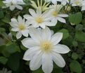 Клематис Вада'с Примроуз / Clematis hybriden Wada's Primrose — фото 3