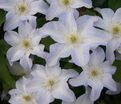 Клематис Юкикомачи / Clematis hybriden Yukikomachi — фото 2