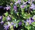 Клематис Арабелла / Clematis integrifolia Arabella — фото 2