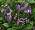 Клематис Блю Пируэт / Clematis integrifolia Blue Pirouette — фото 4