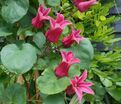 Клематис Кёнингин Максима / Clematis texensis Koningin Maxima — фото 2