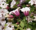 Клематис Принцесса Кейт / Clematis texensis Princess Kate — фото 2