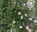 Клематис Принцесса Кейт / Clematis texensis Princess Kate — фото 3