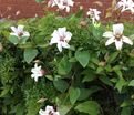 Клематис Принцесса Кейт / Clematis texensis Princess Kate — фото 4
