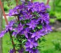 Клематис фиолетовый / Clematis viticella — фото 3