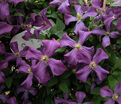 Клематис фиолетовый / Clematis viticella — фото 4