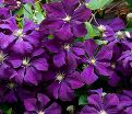 Клематис Этуаль Виолетт / Clematis viticella Etoile Violette — фото 2