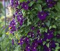Клематис Этуаль Виолетт / Clematis viticella Etoile Violette — фото 3