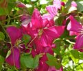 Клематис Мадам Джулия Корревон / Clematis viticella Madame Julia Correvon — фото 2