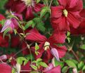 Клематис Мадам Джулия Корревон / Clematis viticella Madame Julia Correvon — фото 3