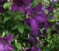 Клематис Полиш Спирит / Clematis viticella Polish Spirit — фото 2