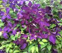 Клематис Полиш Спирит / Clematis viticella Polish Spirit — фото 3
