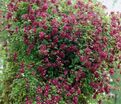 Клематис Пурпуреа Плена Элеганс / Clematis viticella Purpurea Plena Elegans — фото 2
