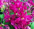 Клематис Розалин / Clematis viticella Rosalyn — фото 2