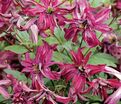 Клематис Розалин / Clematis viticella Rosalyn — фото 3
