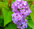 Сирень "Аметист" / Syringa vulgaris "Amethist" — фото 2