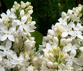 Сирень "Энджел Вайт" штамбовая / Syringa hyacinthiflora "Angel White" — фото 2