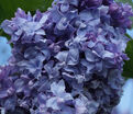 Сирень "Надежда" штамбовая / Syringa vulgaris "Nadezhda" — фото 2
