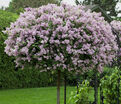 Сирень "Аметист II" штамбовая / Syringa vulgaris "Ametist II" — фото 2