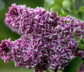 Сирень "Сенсейшн" штамбовая / Syringa vulgaris "Sensation" — фото 2
