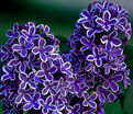 Сирень "Сенсейшн" штамбовая / Syringa vulgaris "Sensation" — фото 3