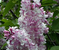 Сирень "Мадам Антуан Бюхнер" штамбовая / Syringa vulgaris "Mme. Antoine Buchner" — фото 2