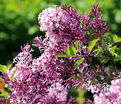 Сирень "Рэд Пикси" штамбовая / Syringa meyeri "Red Pixie" — фото 2