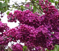 Сирень "Красная москва" штамбовая / Syringa vulgaris "Krasnaya Moskva" — фото 2