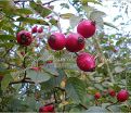 Шиповник плодовый "Яблочный" — фото 2