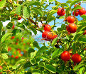 Шиповник плодовый "Яблочный" — фото 3