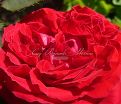 Роза Botero (Ботеро)  — фото 4