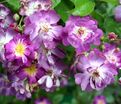 Роза Veilchenblau (Велченблау) — фото 4