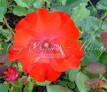 Роза Crimson Meidiland (Кримсон Мейдилэнд) — фото 2