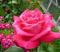 Роза Lolita Lempicka (Лолита Лемпика) — фото 3