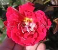 Роза Mystique Ruffles (Мистик Рафлз)    — фото 2