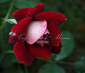 Роза Mystique Ruffles (Мистик Рафлз)    — фото 3
