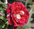 Роза Mystique Ruffles (Мистик Рафлз)    — фото 4