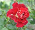 Роза Mystique Ruffles (Мистик Рафлз)    — фото 5